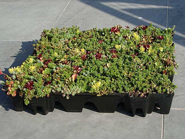 FirmusSEDUM Dakgroencassette 49,5x46x8 cm