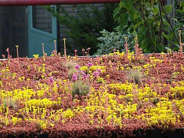 FirmusSEDUM Dakgroencassette 49,5x46x8 cm