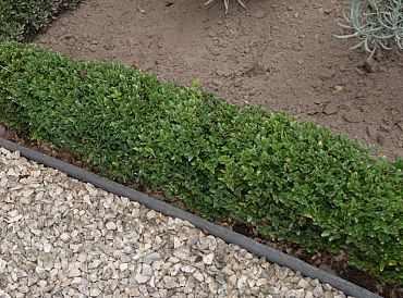 Ecolat Grijs recht 19cm x 10mm 2m