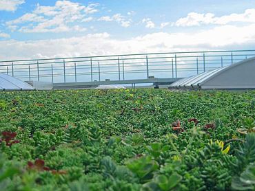 FirmusSEDUM Dakgroencassette 49,5x46x8 cm