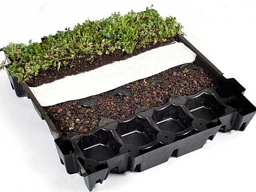 FirmusSEDUM Dakgroencassette 49,5x46x8 cm