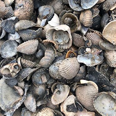 Mini bigbag Schone schelpen blauw