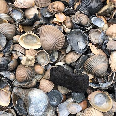 Mini bigbag Schone schelpen blauw