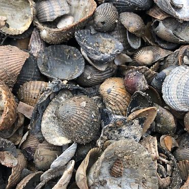 Mini bigbag Schone schelpen blauw