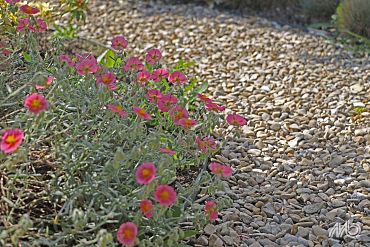 Zak 20 kg Castle Beige grind 4-10 mm Rond naturel