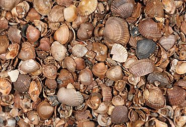 Zak 13,5 kg Schelpen 3-20 mm Breuksteen