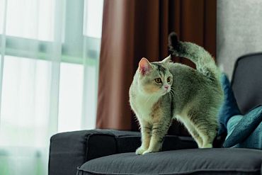 GeoCeramica® 60x60x4 Nyuma Talcum