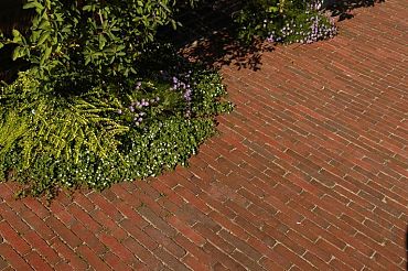 Gebakken WF80 lumino rood-paars bont