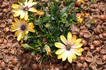 Hazelnootdoppen - 20 liter zak