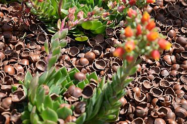 Hazelnootdoppen - Bigbag 1 kuub/1000 liter