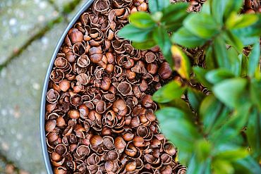 Hazelnootdoppen - Bigbag 0,7 kuub/700 liter