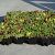 FirmusSEDUM Dakgroencassette 49,5x46x8 cm