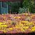 FirmusSEDUM Dakgroencassette 49,5x46x8 cm
