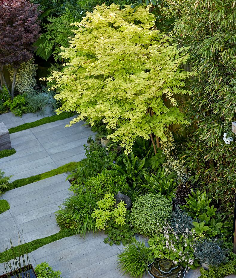 Schellevis met groen