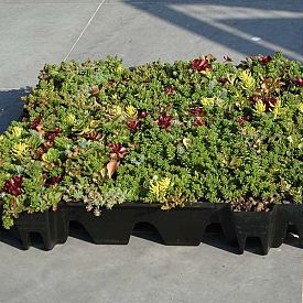 FirmusSEDUM Dakgroencassette 49,5x46x8 cm