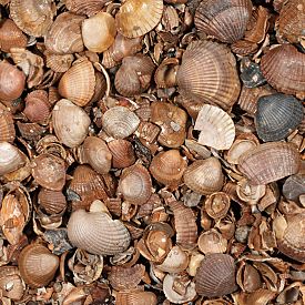 Zak 13,5 kg Schelpen 3-20 mm Breuksteen