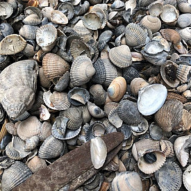 Bigbag Schone schelpen blauw