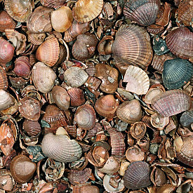 Mini bigbag Schone schelpen blauw